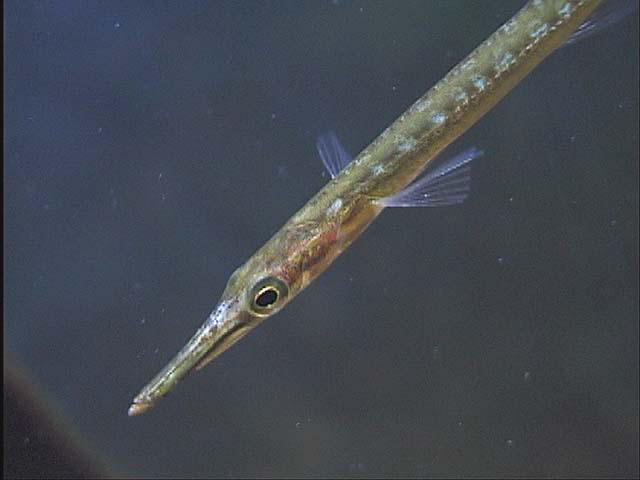 Aulichthys japonicus